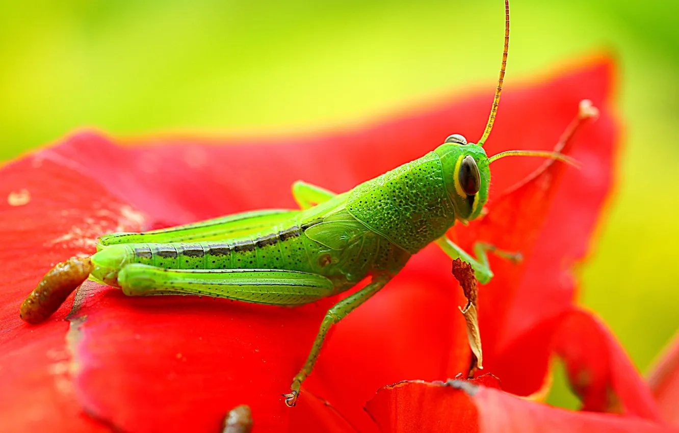 Wallpaper green, red, exoskeleton, flower, nature, eyes, wings, animal,  leaf, wildlife, insect, paws, hana, grasshopper, Konoha, antennae images  for desktop, section макро - download