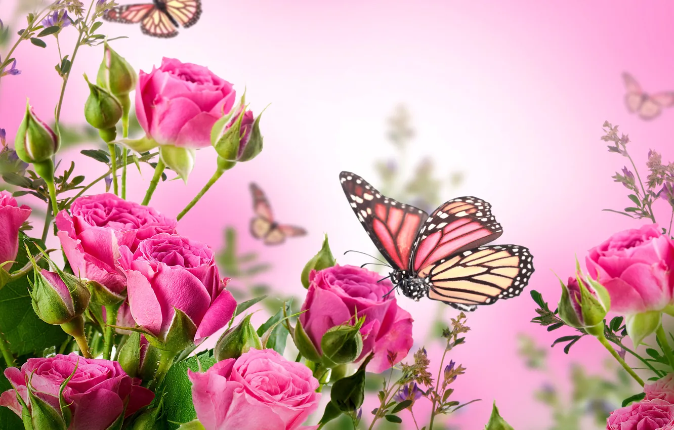 Photo wallpaper butterfly, flowers, roses, flowering, pink, blossom, flowers, beautiful, roses, butterflies