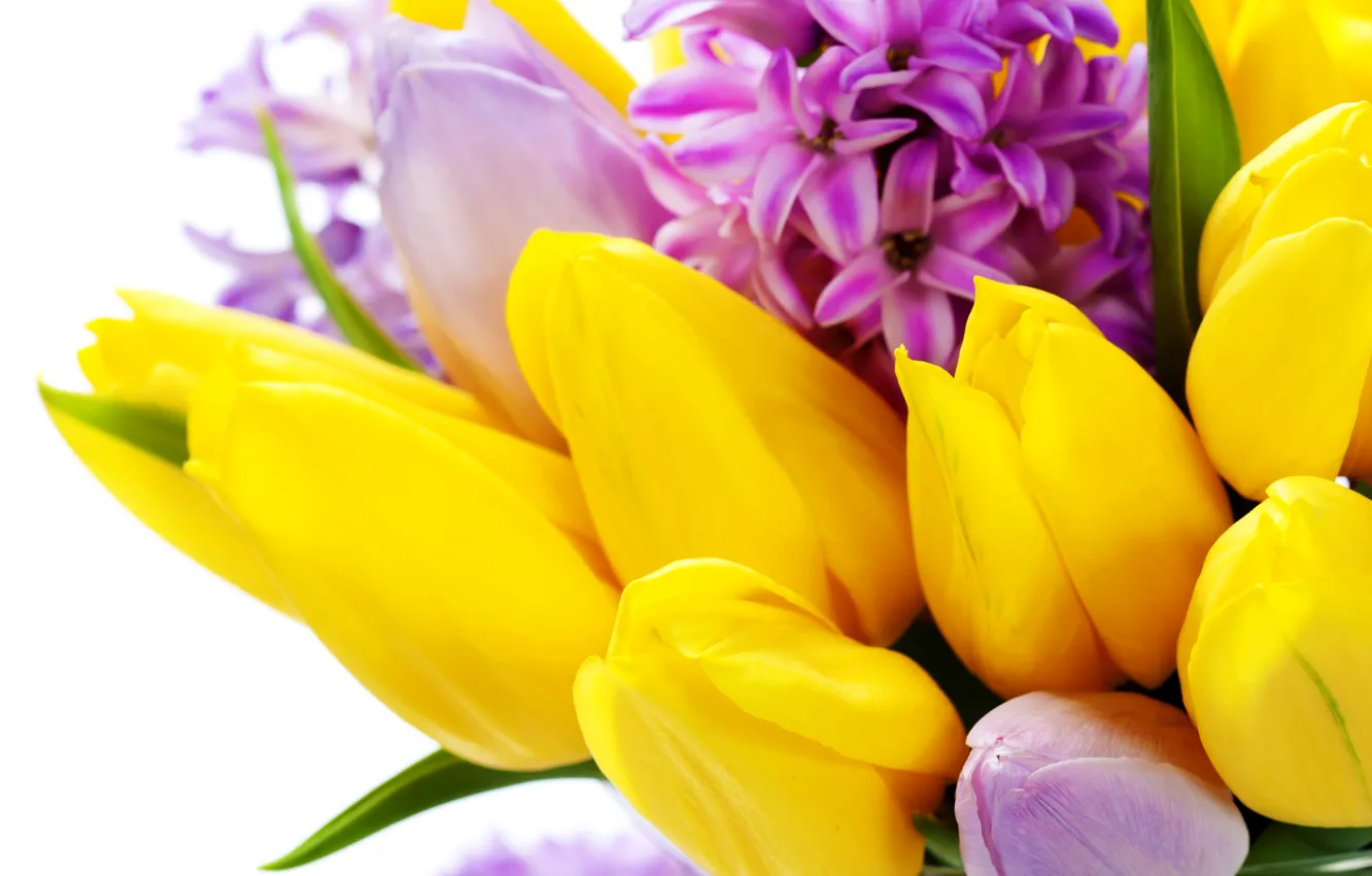 Photo wallpaper flowers, spring, yellow, tulips, March 8, flowers, tulips, spring, hyacinths