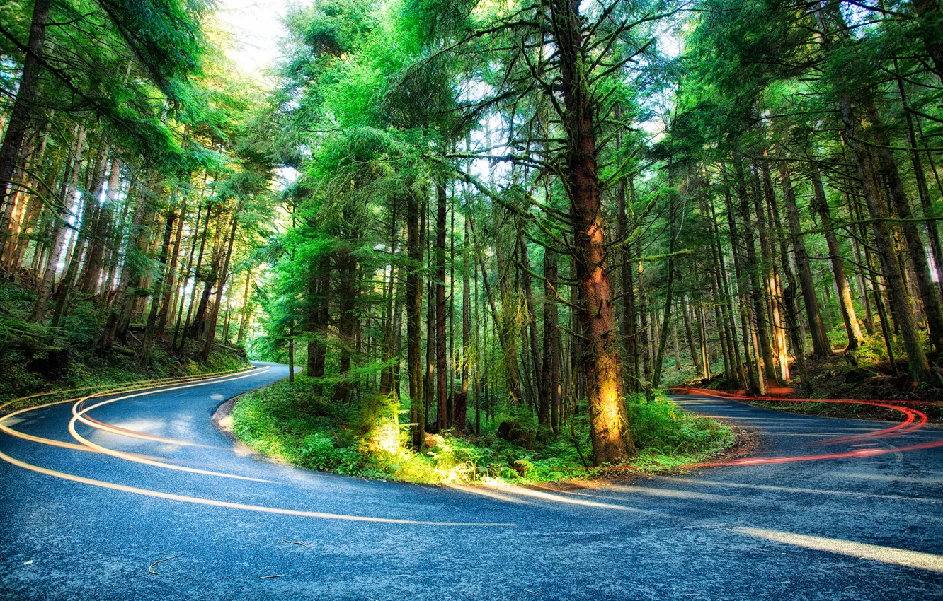 Wallpaper road, forest, trees, USA, Oregon images for desktop, section  природа - download