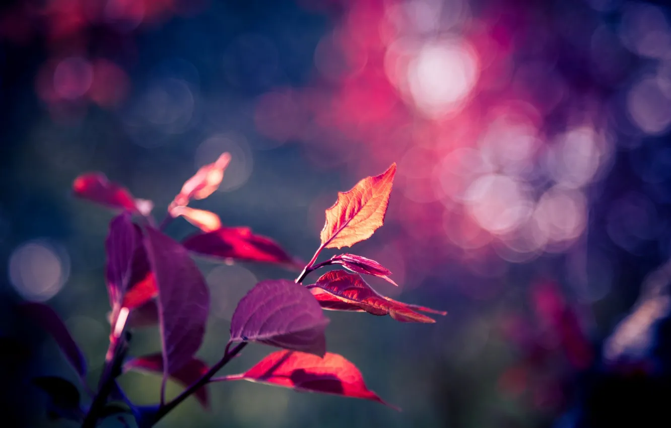 Wallpaper purple, leaves, macro, background, tree, pink, Wallpaper, blur,  leaf, wallpaper, leaf, widescreen, background, leaves, tree, bokeh images  for desktop, section макро - download