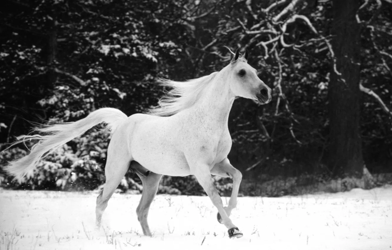 Photo wallpaper snow, horse, horse, horse, mane, tail, horse, black and white photo