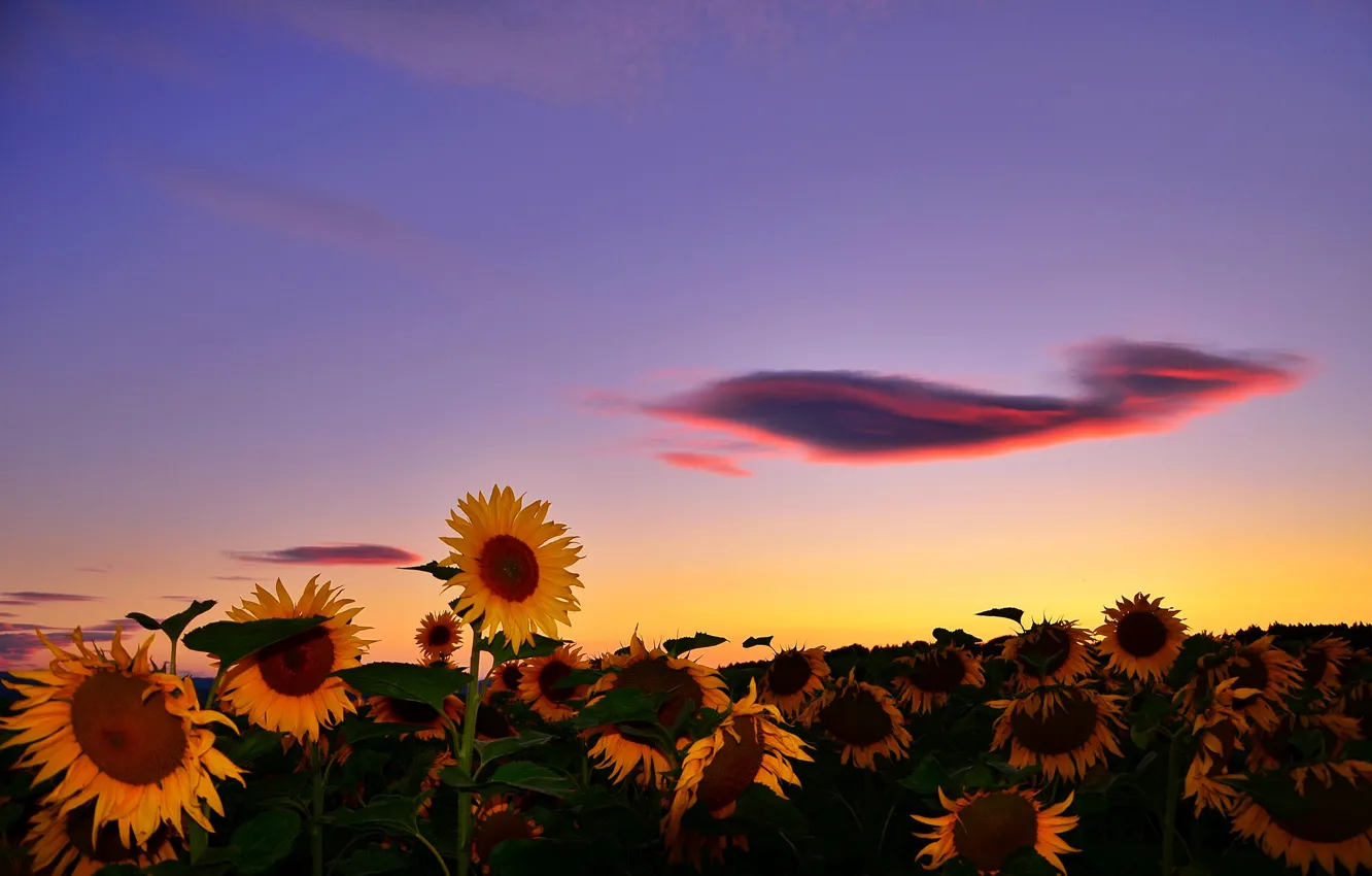 Wallpaper field, summer, cloud, sunflowers. sunset images for desktop,  section природа - download