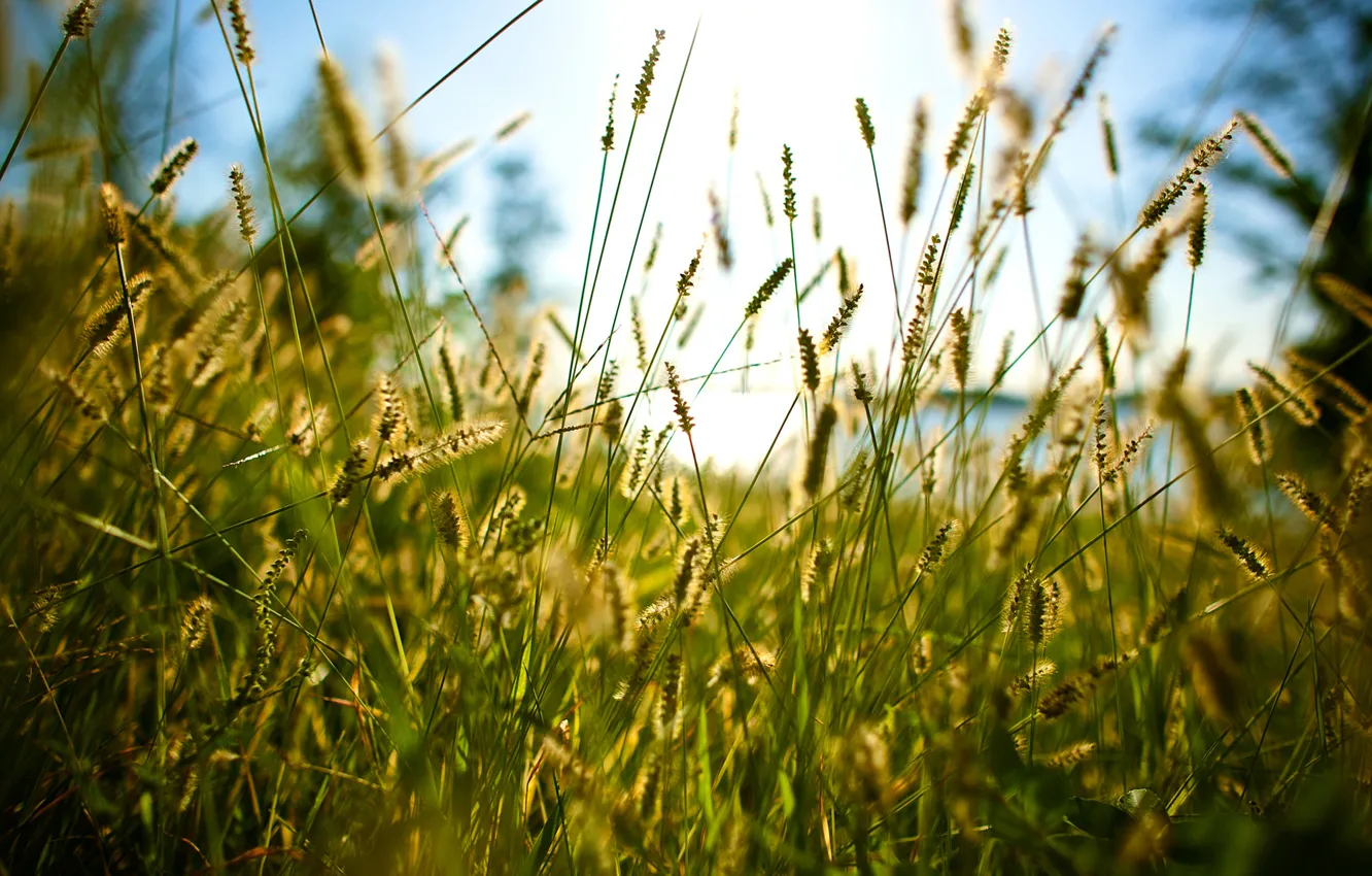 Photo wallpaper summer, grass, through the grass