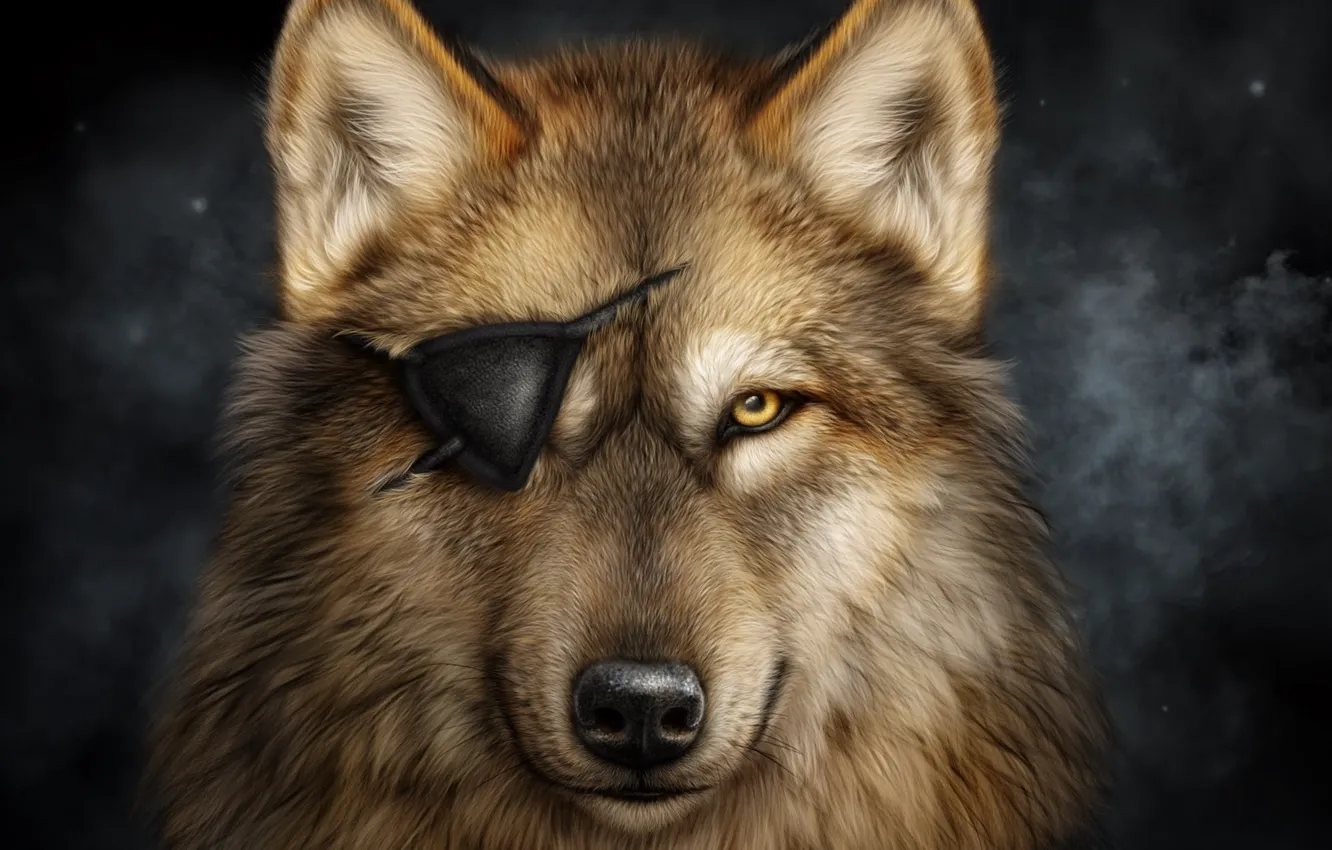 Eyes of wolf Stock Photo by ©sbelov 13555942