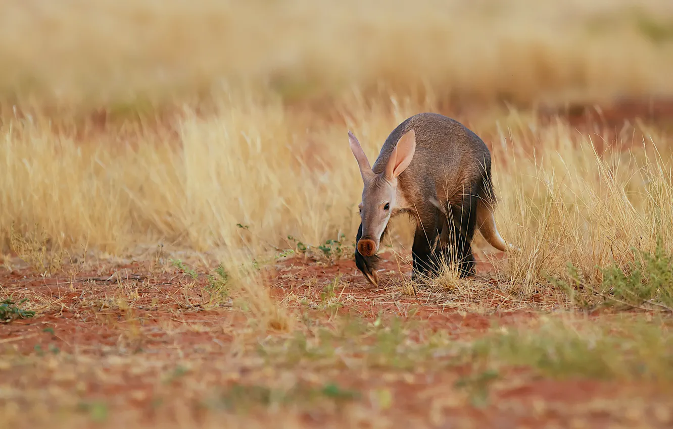 Photo wallpaper desert, morning, South Africa, mammal, The aardvark, Kalahari, earthen pig, the aard-vark