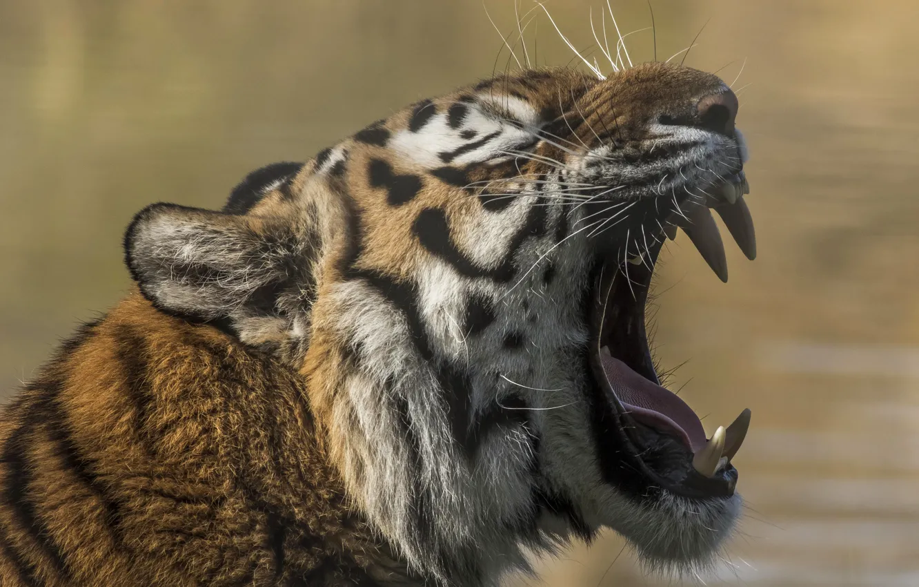 Photo wallpaper face, tiger, predator, mouth, fangs, beast, wild cat, teeth