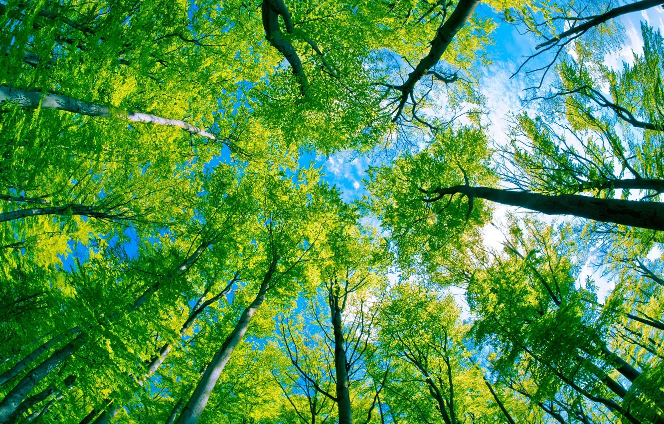 Wallpaper forest, the sky, trees, everyday bottom, Under the trees, green  Kingdom images for desktop, section природа - download