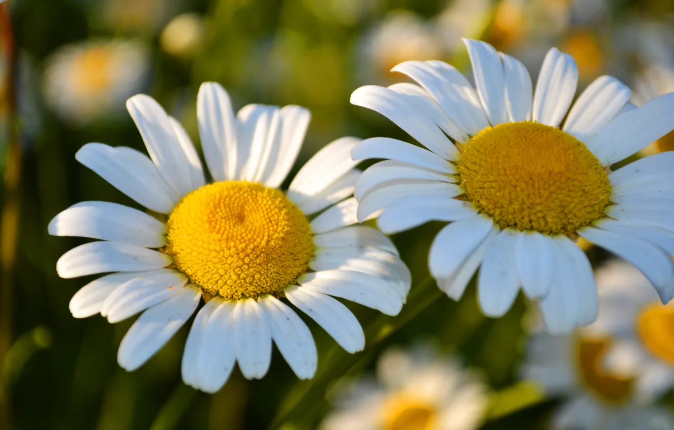 Photo wallpaper flowers, chamomile, spring, beautiful, flowering, aroma, two flowers