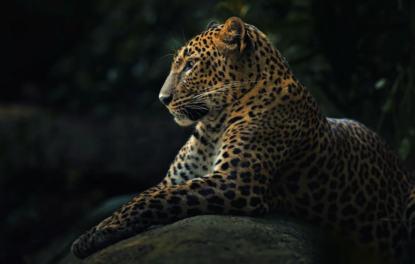 Wallpaper animal, predator, leopard, panthera pardus images for desktop,  section животные - download