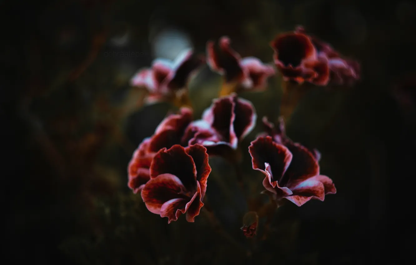 Wallpaper flower, background, dark, chocolate, petal, dobraatebe images for  desktop, section цветы - download