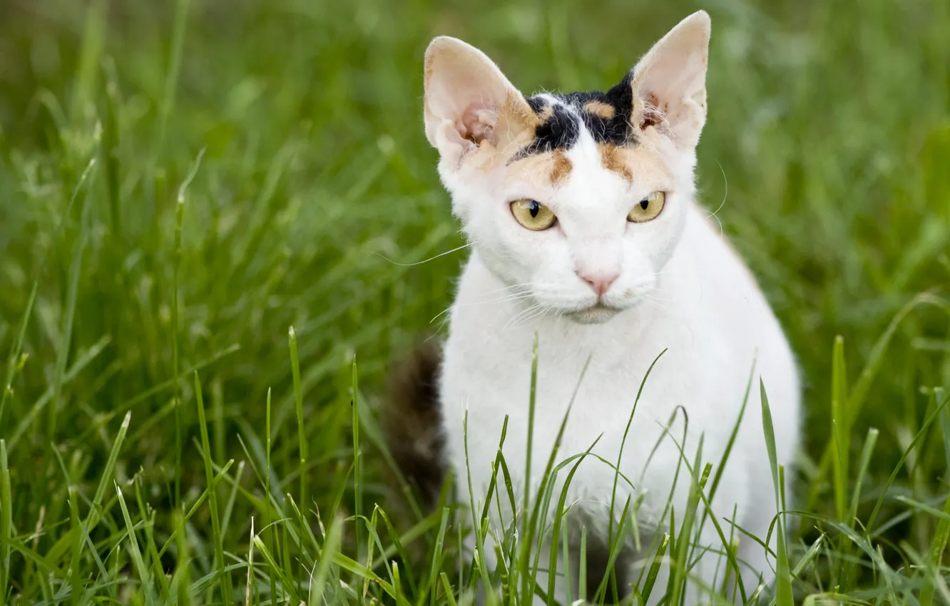 Photo wallpaper cat, grass, cat, face, Wallpaper, wallpaper, Russian naked cat, Don Sphynx