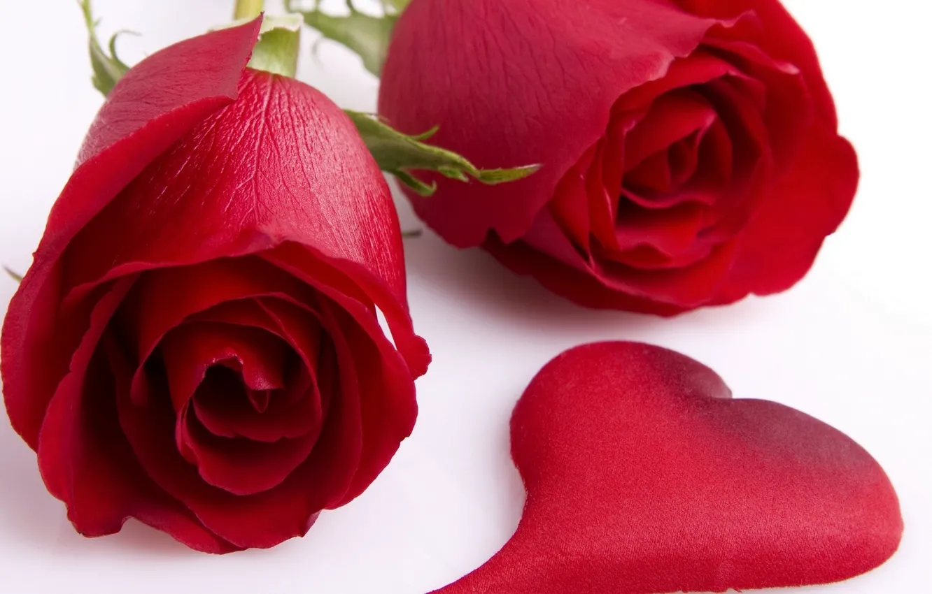 Wallpaper flowers, heart, buds, Red roses images for desktop, section цветы  - download