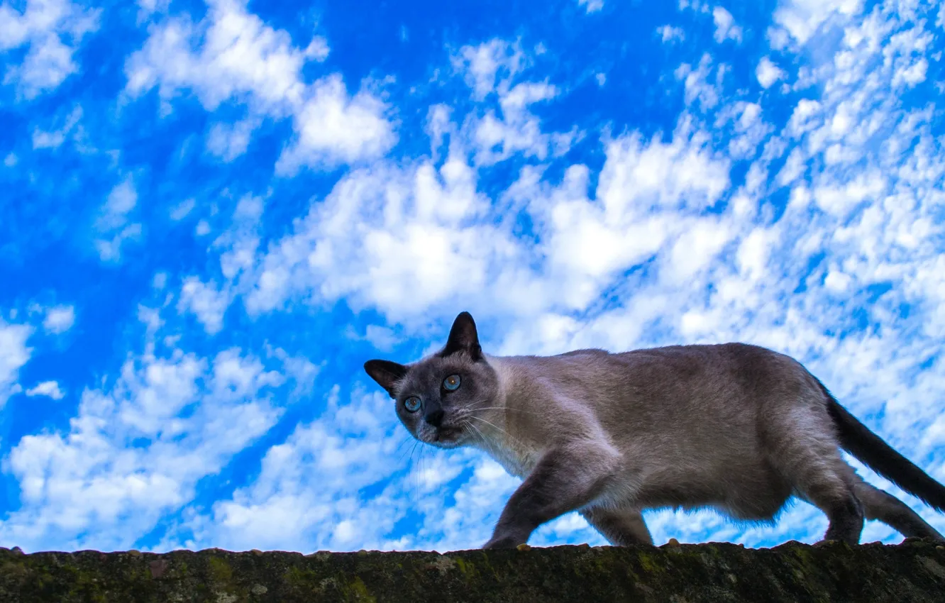 Wallpaper cat, the sky, clouds images for desktop, section кошки - download