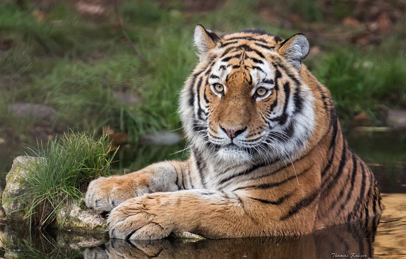 Photo wallpaper look, water, tiger, predator, wild cat, The Amur tiger