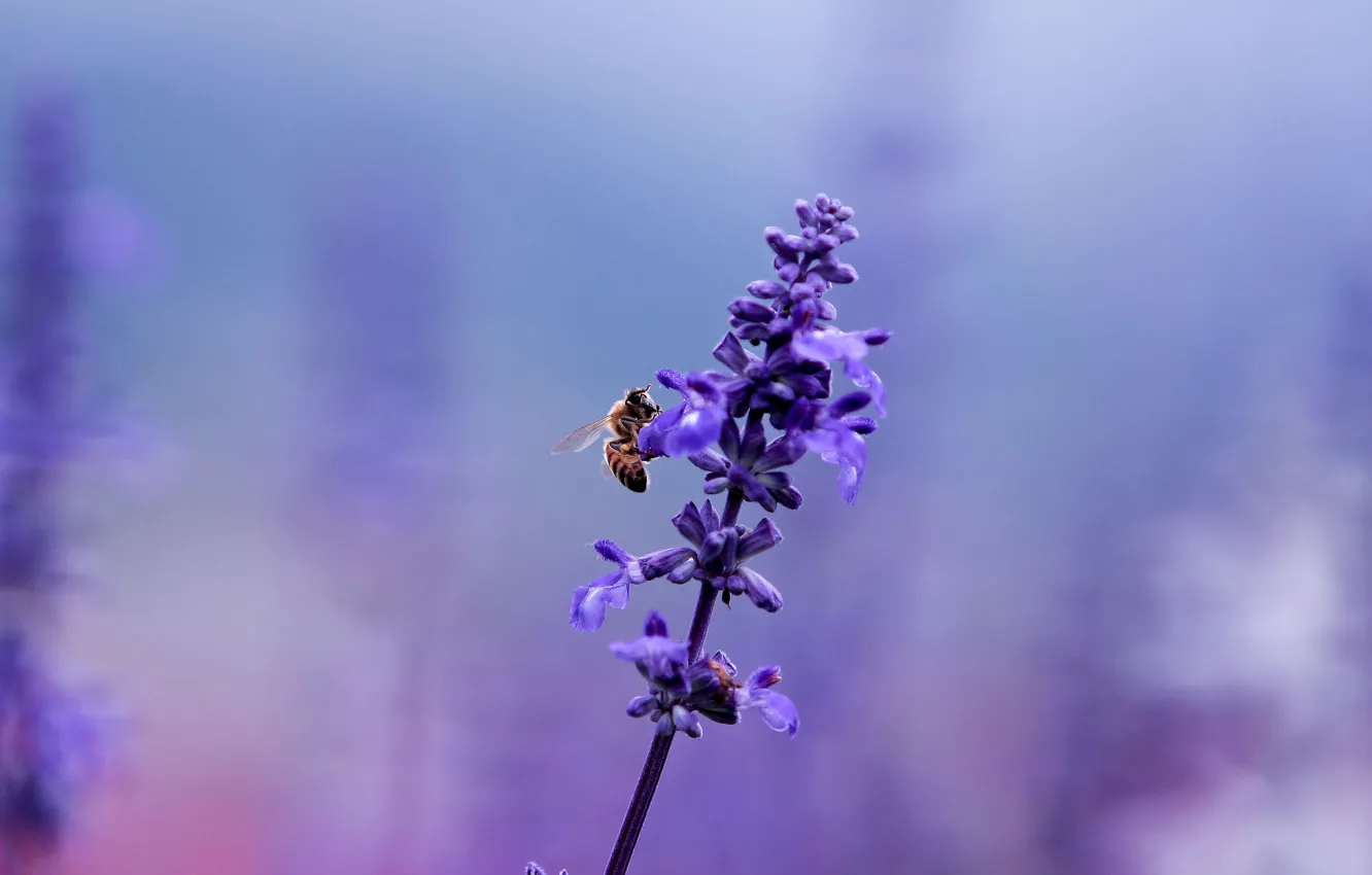Wallpaper flower, purple, macro, bee, lilac, glade, plant, color, blur,  insect, purple, lavender images for desktop, section цветы - download