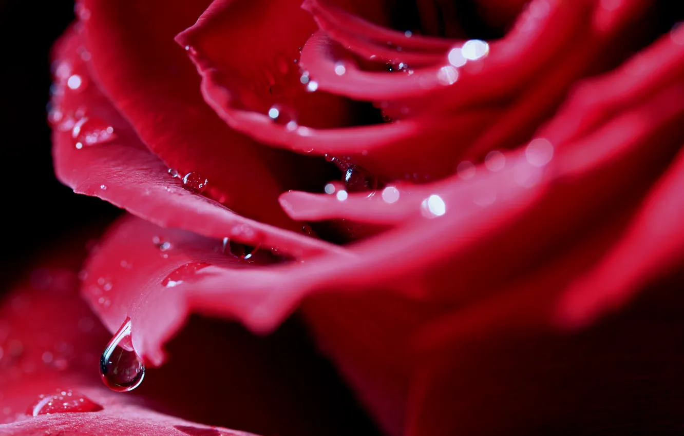 Photo wallpaper drops, macro, rose, drop, petals, Bud, red