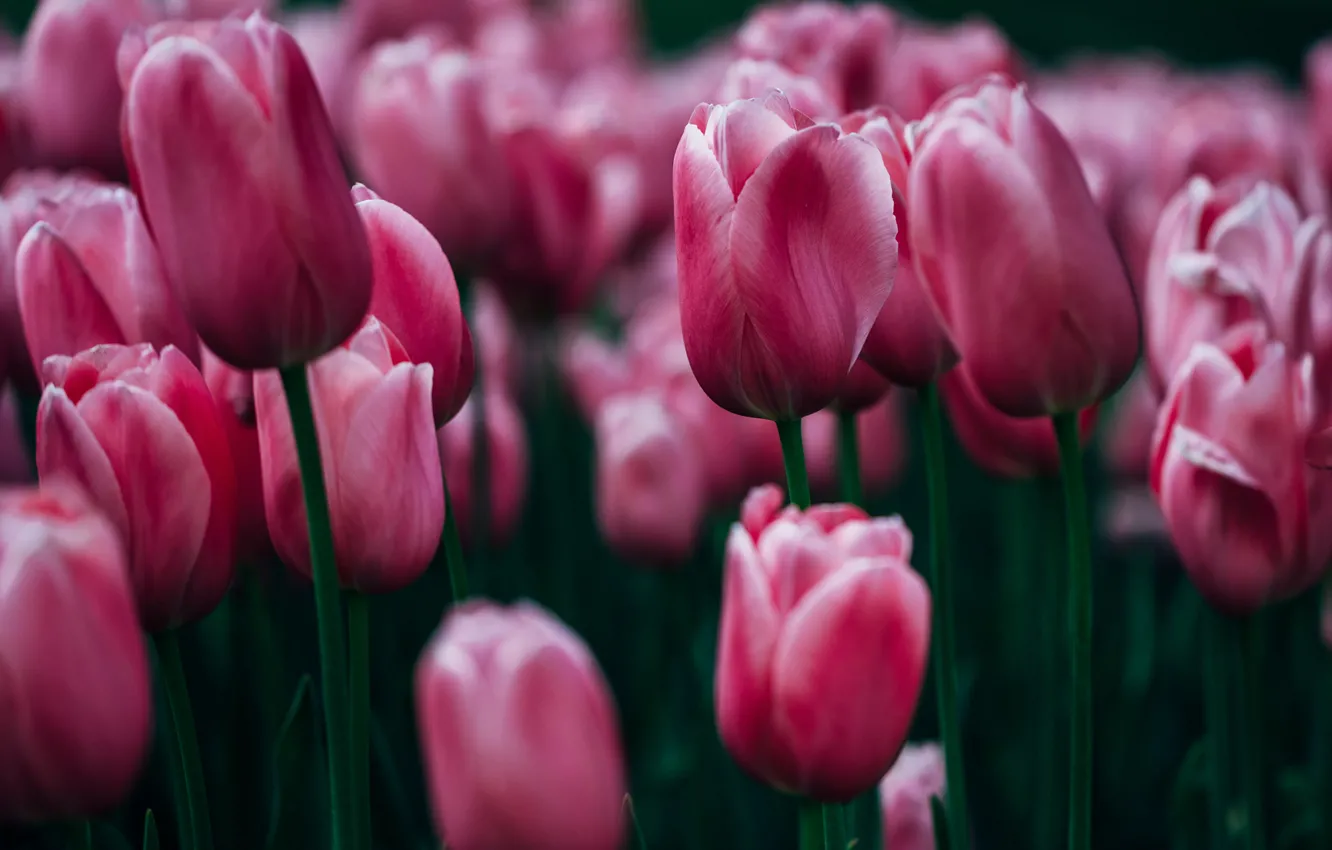 Photo wallpaper flowers, background, tulips, rozmycie