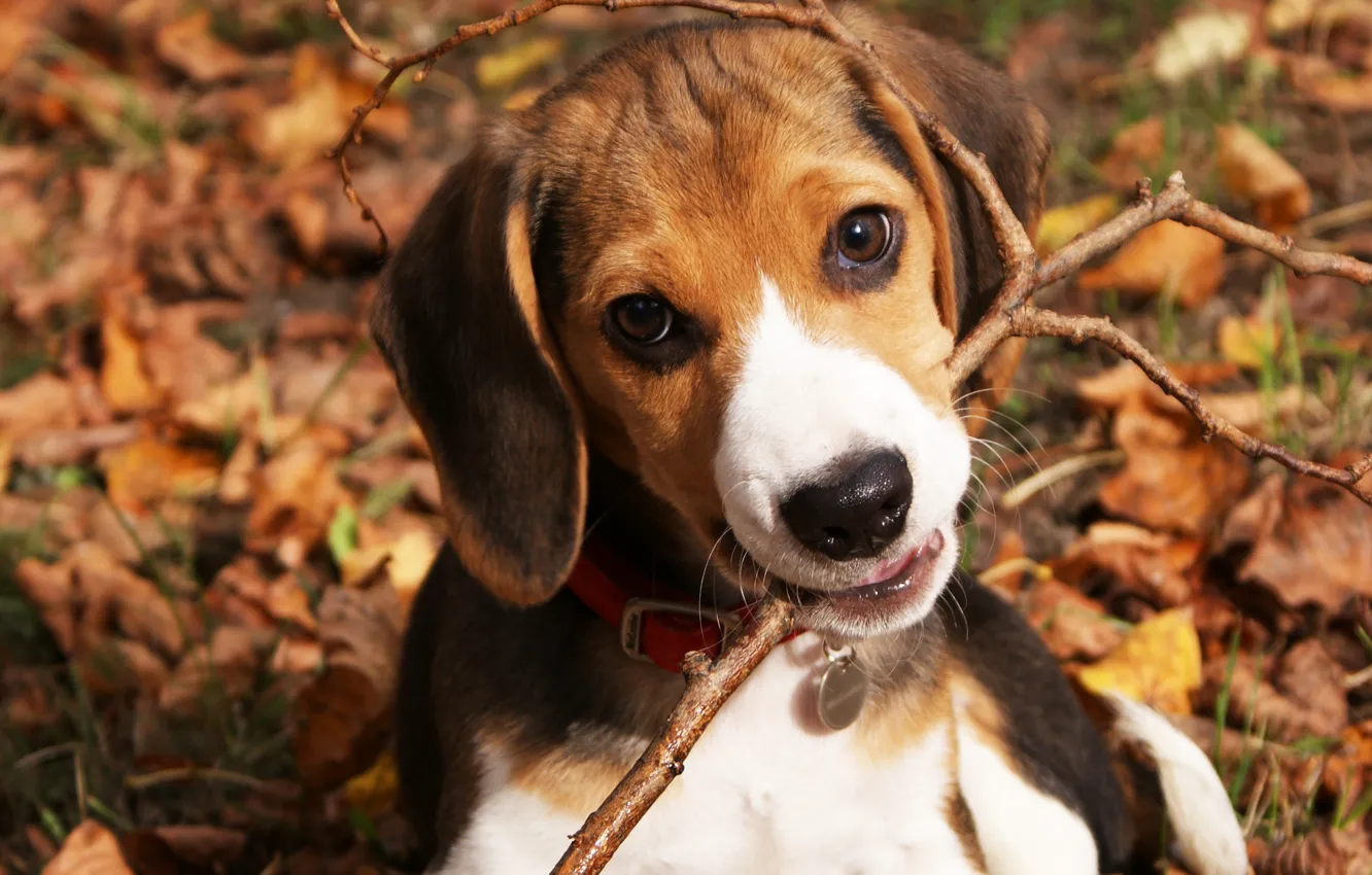 Photo wallpaper autumn, eyes, face, leaves, nature, dog, baby, dog, puppy, ears, stick
