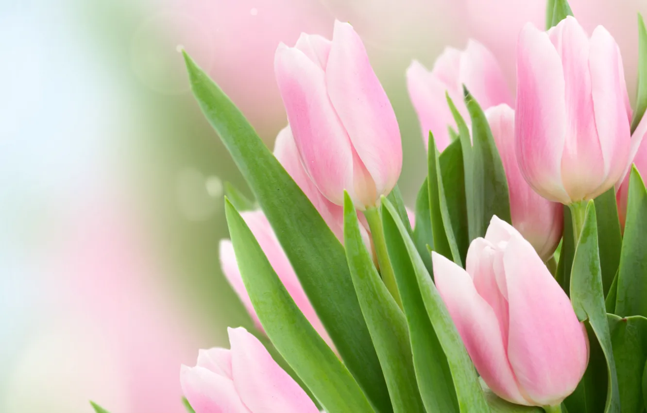 Photo wallpaper leaves, glare, background, tulips, pink, buds, bokeh, closeup