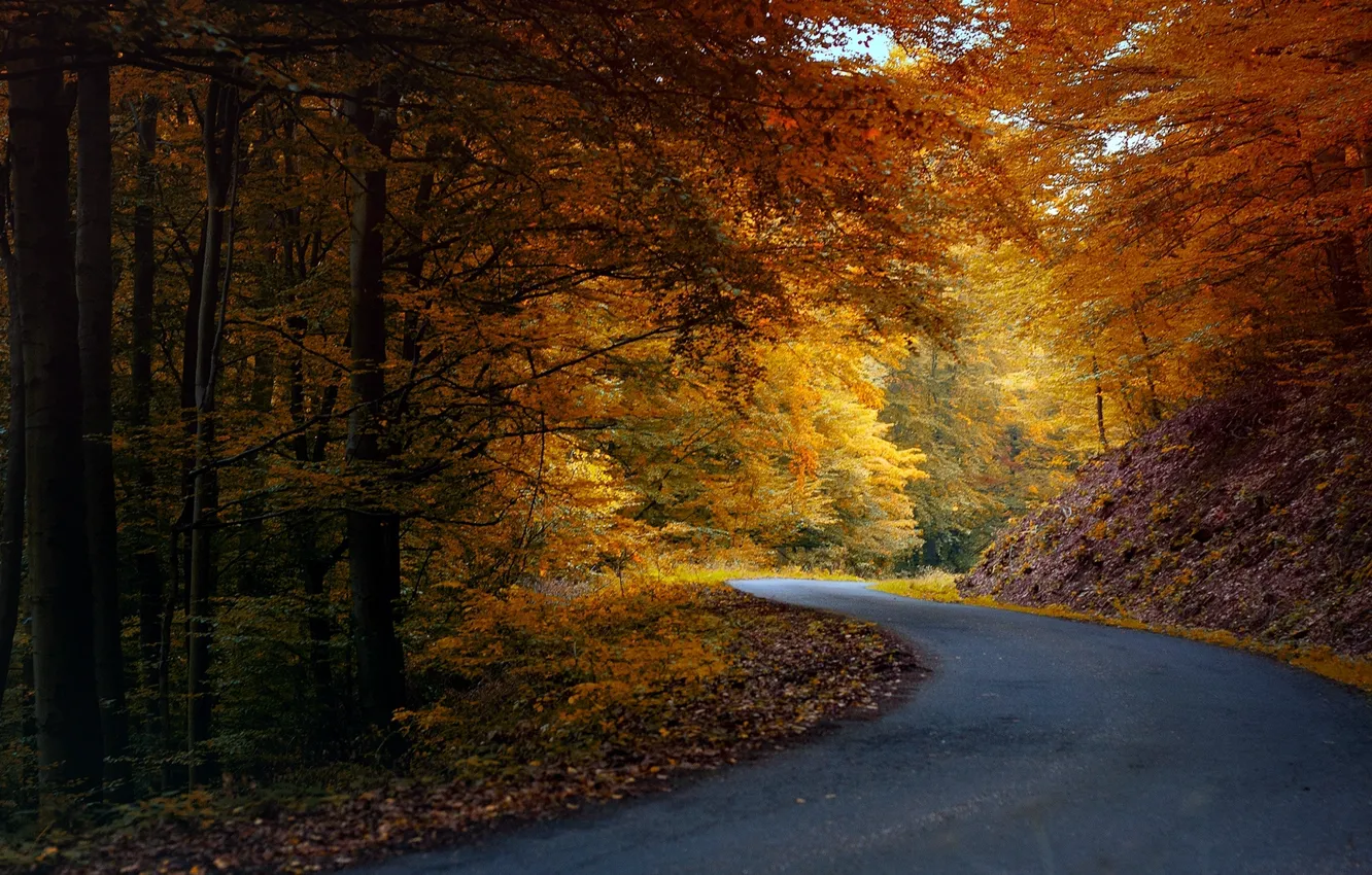 Photo wallpaper road, autumn, forest, asphalt, leaves, trees, nature, yellow, orange