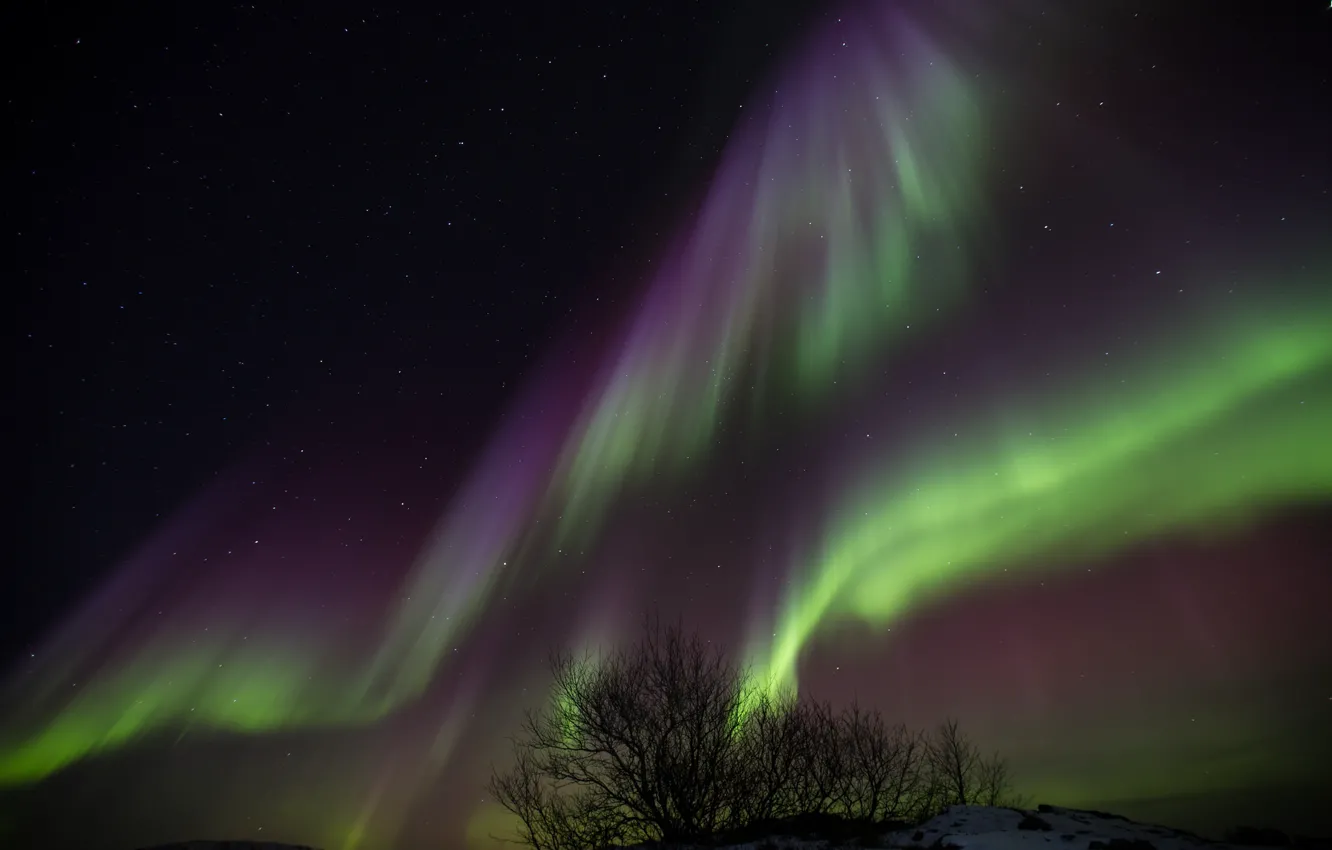 Photo wallpaper stars, trees, night, Northern lights, Iceland