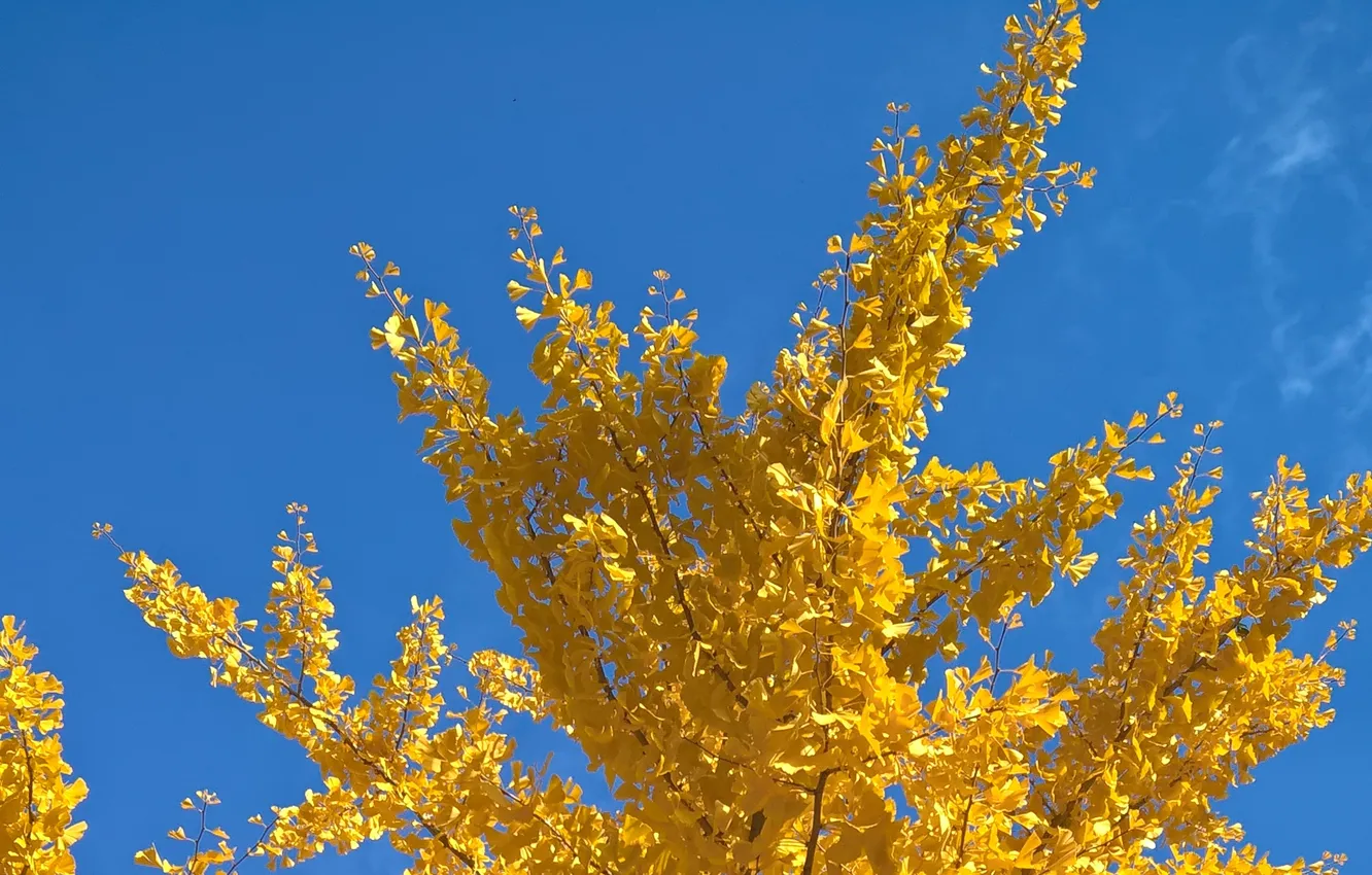 Photo wallpaper sky, yellow, blue, autumn, leaves, tree, fall, sunny