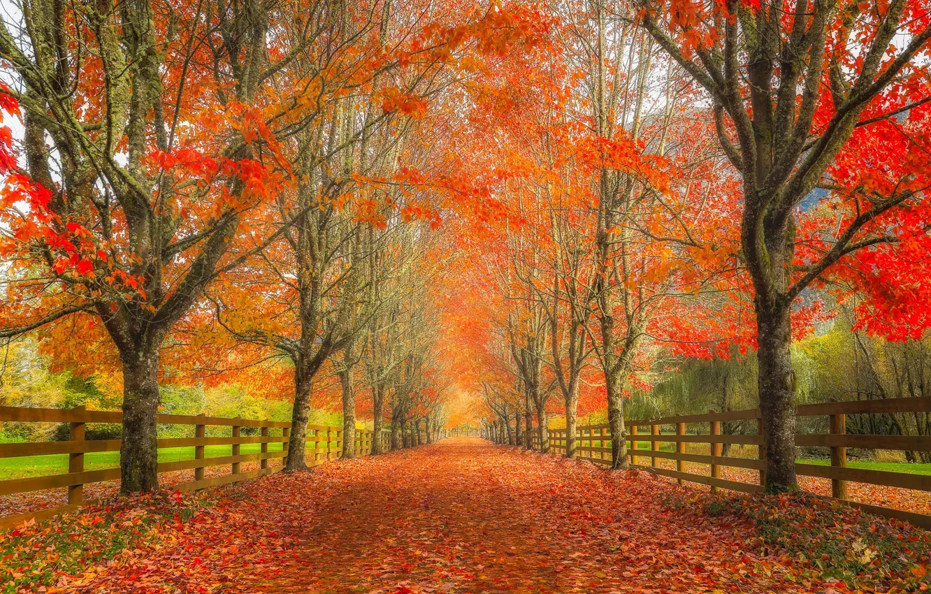 Photo wallpaper road, autumn, leaves, trees, the fence, alley, Washington, Washington, Rockwood Farm, Snoqualmie, Snoqualmie