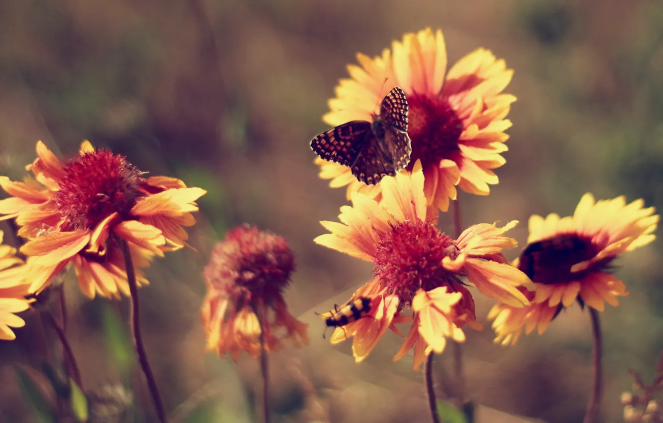 Wallpaper summer, butterfly, heat, Flowers, marigolds, vintage images for  desktop, section цветы - download