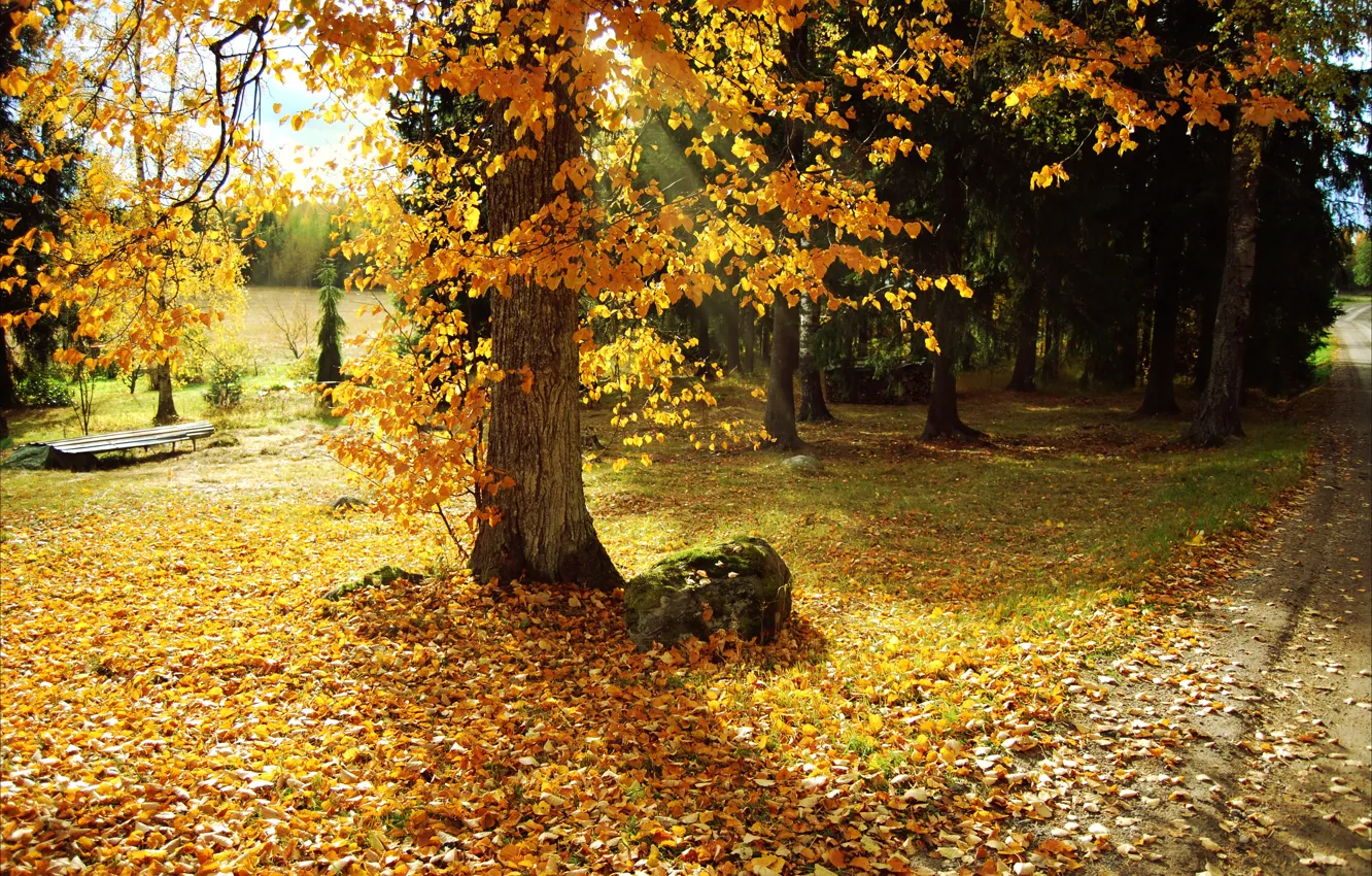 Photo wallpaper leaves, trees, nature, Park, photo, Autumn, path