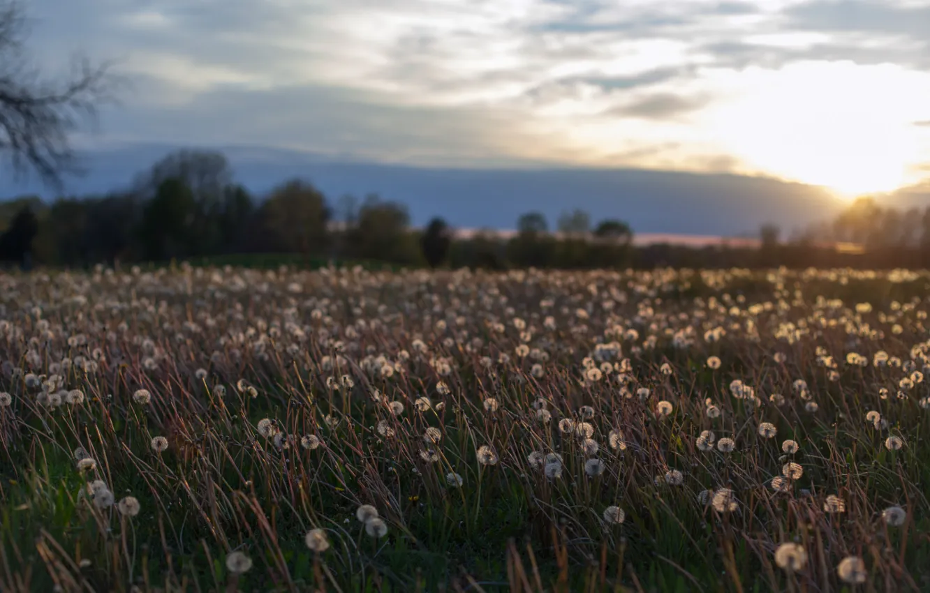 Photo wallpaper field, summer, the sky, the sun, clouds, trees, sunset, flowers, clouds, glade, the evening, Dandelions