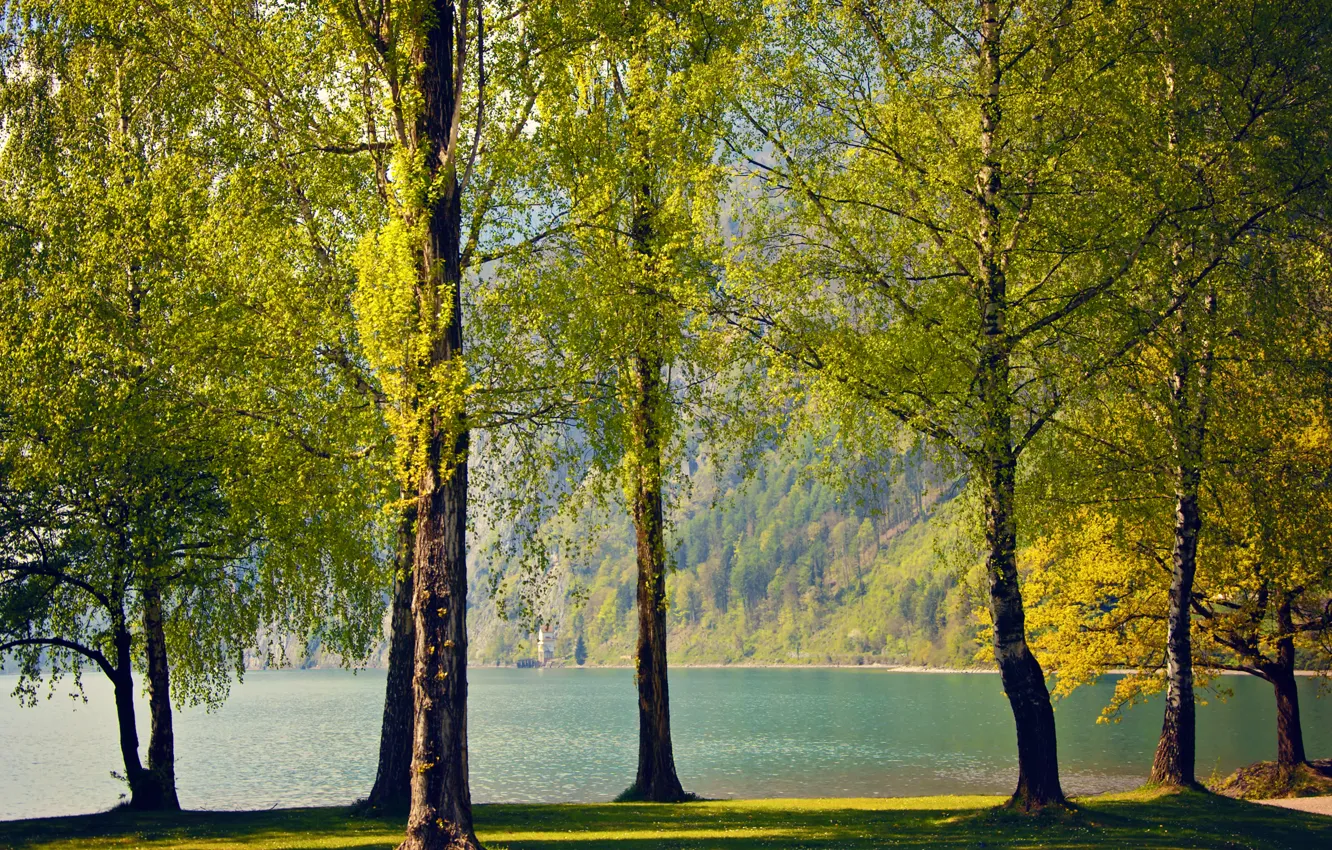 Photo wallpaper trees, nature, lake, spring, Switzerland, birch, Switzerland